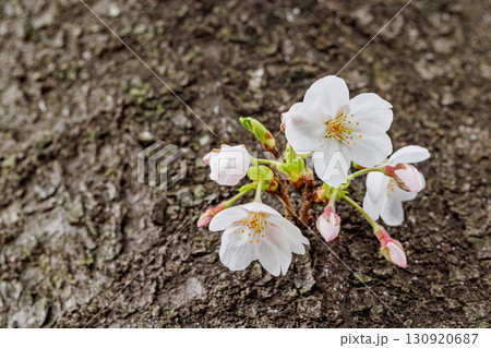 桜 130920687