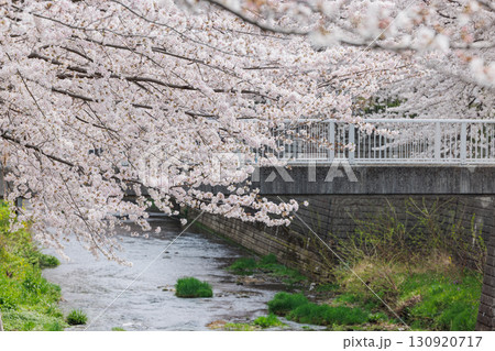 桜 130920717