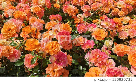 Bright orange and pink roses blooming abundantly under sunlight. Concept of vibrant floral background and the beauty of full summer bloom 130920733