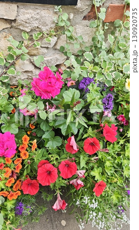 Colorful summer flowers blooming against a rustic stone wall. Concept of natural beauty, garden life and seasonal floral abundance Colorful summer flowers blooming against a rustic stone wall. Concept of natural beauty, garden life and seasonal floral abundance 130920735