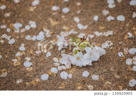 桜の花 130920905