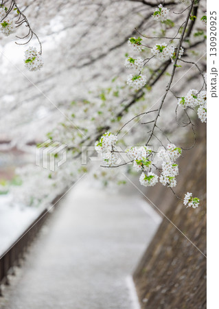 桜 130920925