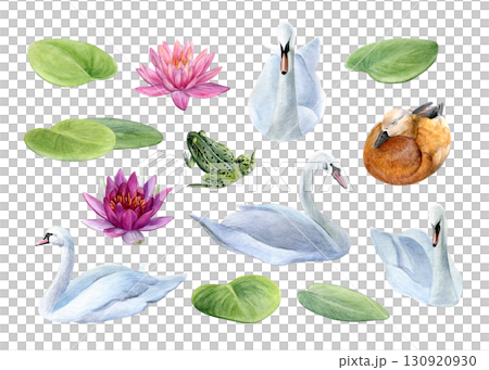 Watercolor set of swans, lotuses, duck and frog isolated on a white background. Good for postcards, invitations, greeting cards 130920930