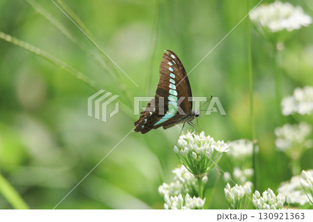 アオスジアゲハ 130921363