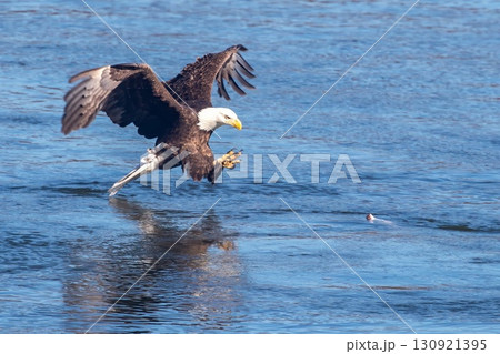 Bald eagle 130921395