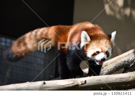 可愛いレッサーパンダ 130921411