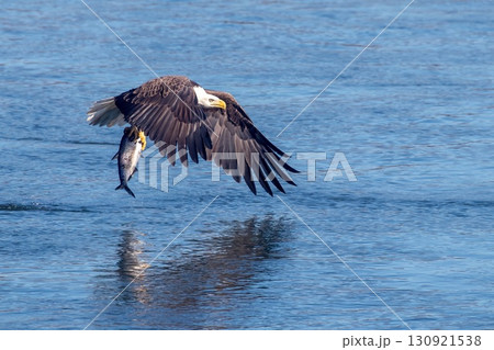 Bald eagle Bald eagle 130921538