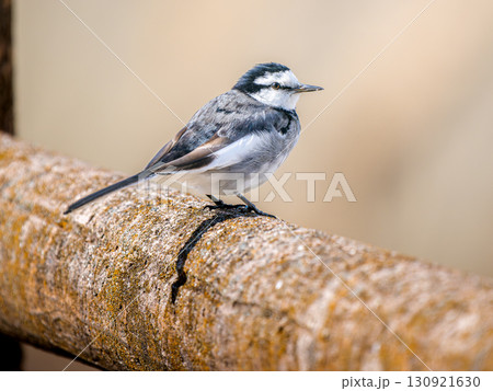 柵にとまるハクセキレイ 130921630