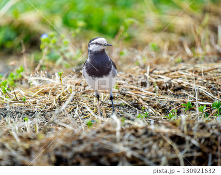 地面を歩くハクセキレイ 130921632