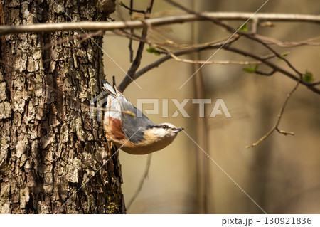 Nuthatch bird on a tree 130921836