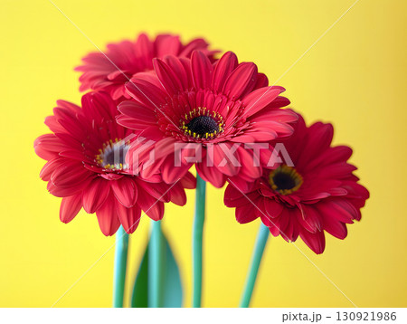 bouquet of red gerbera daisies on yellow background 130921986