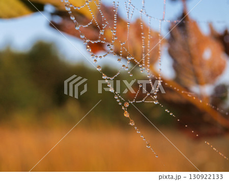 spider web at sunset with dew drops on the background of colored autumn leaves 130922133