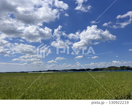 夏の青空と白い雲と田んぼ 130922219