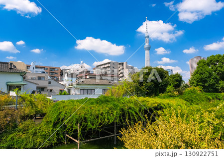 東京都江東区 亀戸天神社、境内から見える街並み 東京都江東区 亀戸天神社、境内から見える街並み 130922751