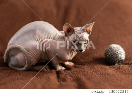 Cute sphynx cat plays with a ball of yarn on soft blanket Cute sphynx cat plays with a ball of yarn on soft blanket 130922815