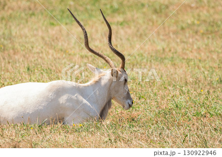 An Addax Antelope with horns is laying down in a grassy field. 130922946