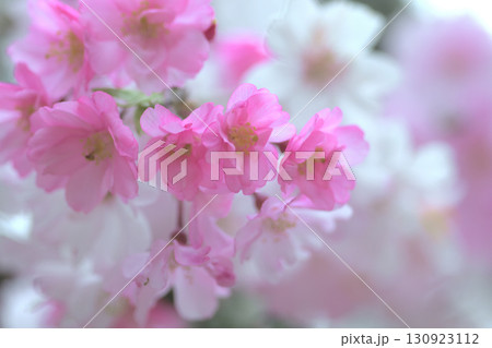 一斉に開花した白と赤の枝垂桜 一斉に開花した白と赤の枝垂桜 130923112