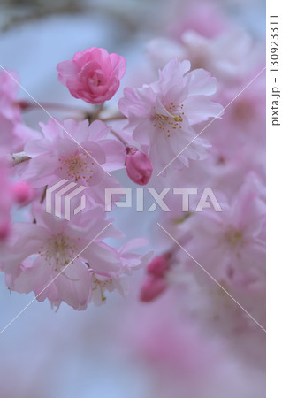赤い花と白い花があるのにツボミは赤ばかりのシダレサクラ 130923311