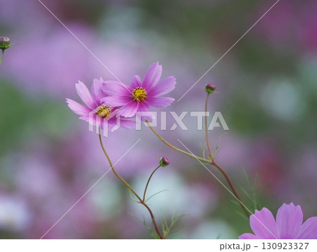 秋の日差しを浴びて輝くピンクのコスモス 130923327