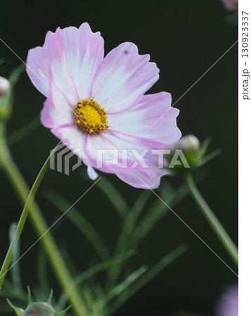 秋のコスモスの花 秋のコスモスの花 130923337