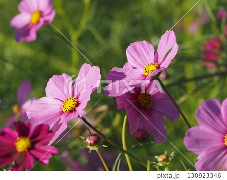秋の花コスモスのピンク色のコスモスが咲いています 130923346
