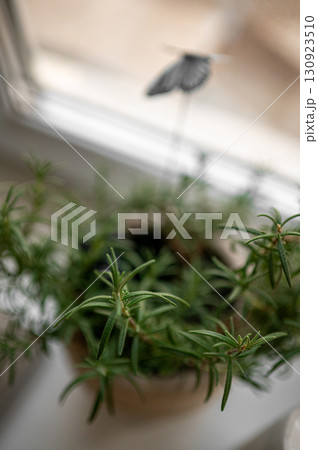 Potted rosemary on windowsill indoors, space for text. Aromatic herb Potted rosemary on windowsill indoors, space for text. Aromatic herb 130923510