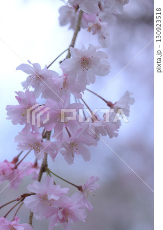 白とピンクの花びらが風で揺れて春そのものの枝垂桜 白とピンクの花びらが風で揺れて春そのものの枝垂桜 130923518