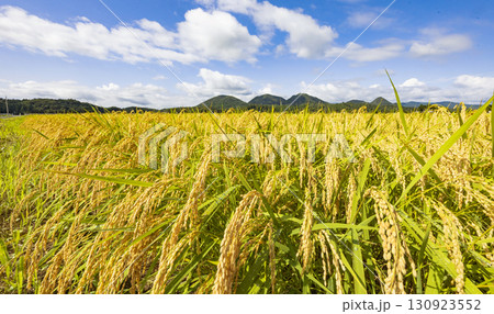 秋の田園風景と実った稲穂 秋の田園風景と実った稲穂 130923552