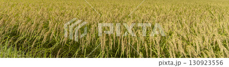 秋の田園風景と実った稲穂 130923556