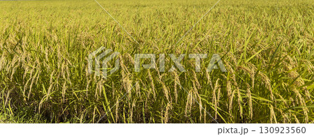 秋の田園風景と実った稲穂 秋の田園風景と実った稲穂 130923560