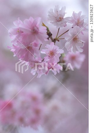 白い花からピンクの花まで並んで咲いたしだれざくら 130923627