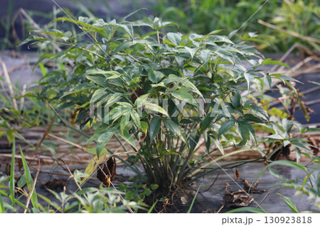風に揺れるヒュウガトウキ 130923818