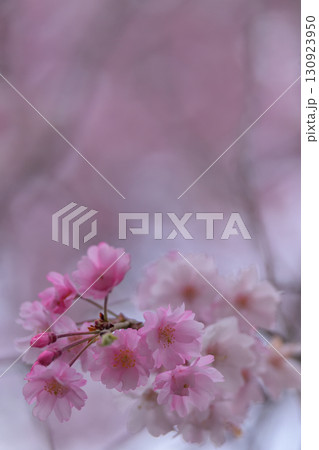 赤いつぼみを囲むピンクの花と白い花の枝垂桜 130923950