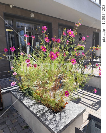Cosmos flower in a flowerbed near the house. 130924202
