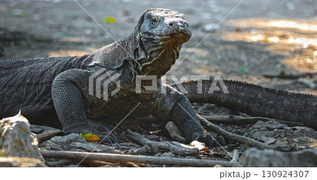 Large Komodo dragon (Varanus Komodoensis) resting on the ground in Komodo National Park, Rinca Island, Indonesia, soaking up the warm sunlight and showcasing its impressive scales and claws Large Komodo dragon (Varanus Komodoensis) resting on the ground in Komodo National Park, Rinca Island, Indonesia, soaking up the warm sunlight and showcasing its impressive scales and claws 130924307