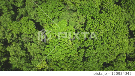 Natural background. Vibrant green jungle forest canopy of trees creating a dense, textured pattern background. Kuata Island, Fiji, captured from an aerial perspective. Drone flight 130924343