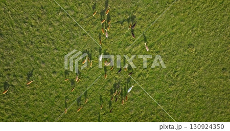 Many deer are grazing peacefully in large green field on a sunny day, casting long shadows visible from an aerial drone view. Wild nature background, wildlife discovery. Drone flight 130924350