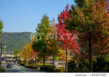 京都岡崎　冷泉通りの秋 130925080