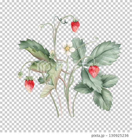 Composition with Wild Strawberry branches and white flower . Hand drawn watercolor illustration of Woodland strawberry plant green leaves and red wild berries on isolated background. 130925236