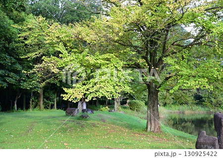 新緑が美しい公園 新緑が美しい公園 130925422