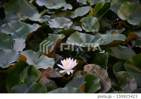 白い蓮の花 130925423