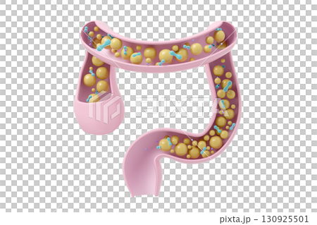 透過腸道活動維持健康的腸道環境。健康腸道的 3D 插圖。 130925501