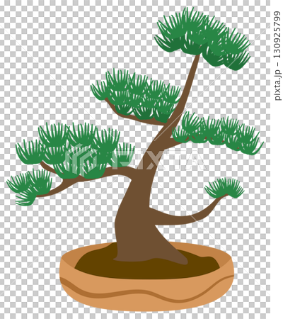 Bonsai Pine in plant pot Bonsai Pine in plant pot 130925799