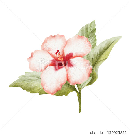Hibiscus branch with watercolor tropical flower and leaves hand drawn illustration isolated on white. Realistic summer plant in red green botanical style. Hawaiian blooming floral twig clip art 130925832