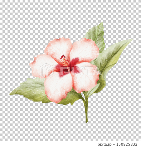 Hibiscus branch with watercolor tropical flower and leaves hand drawn illustration isolated on white. Realistic summer plant in red green botanical style. Hawaiian blooming floral twig clip art 130925832
