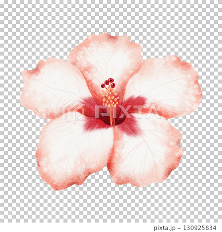 Tropical hibiscus flower watercolor illustration isolated on white. Realistic pastel red plant in detailed botanical style. Hand drawn Hawaiian blooming symbol clip art for summer exotic wedding 130925834