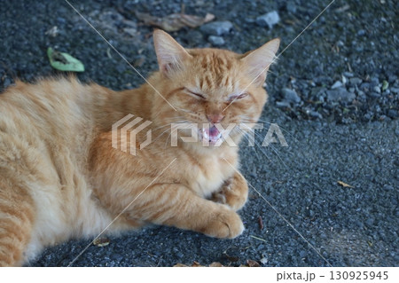 茶トラの猫 茶トラの猫 130925945