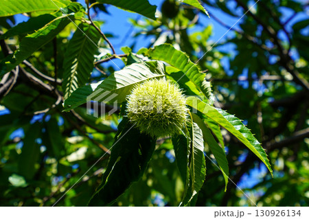 栗のイガ（北村中央公園） 130926134