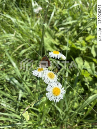 ヒメジョオンの花にとまるベニシジミ 130926261