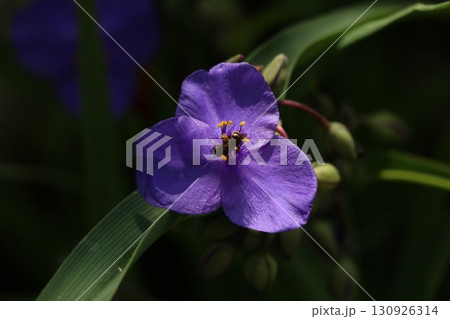 ムラサキツユクサ 130926314